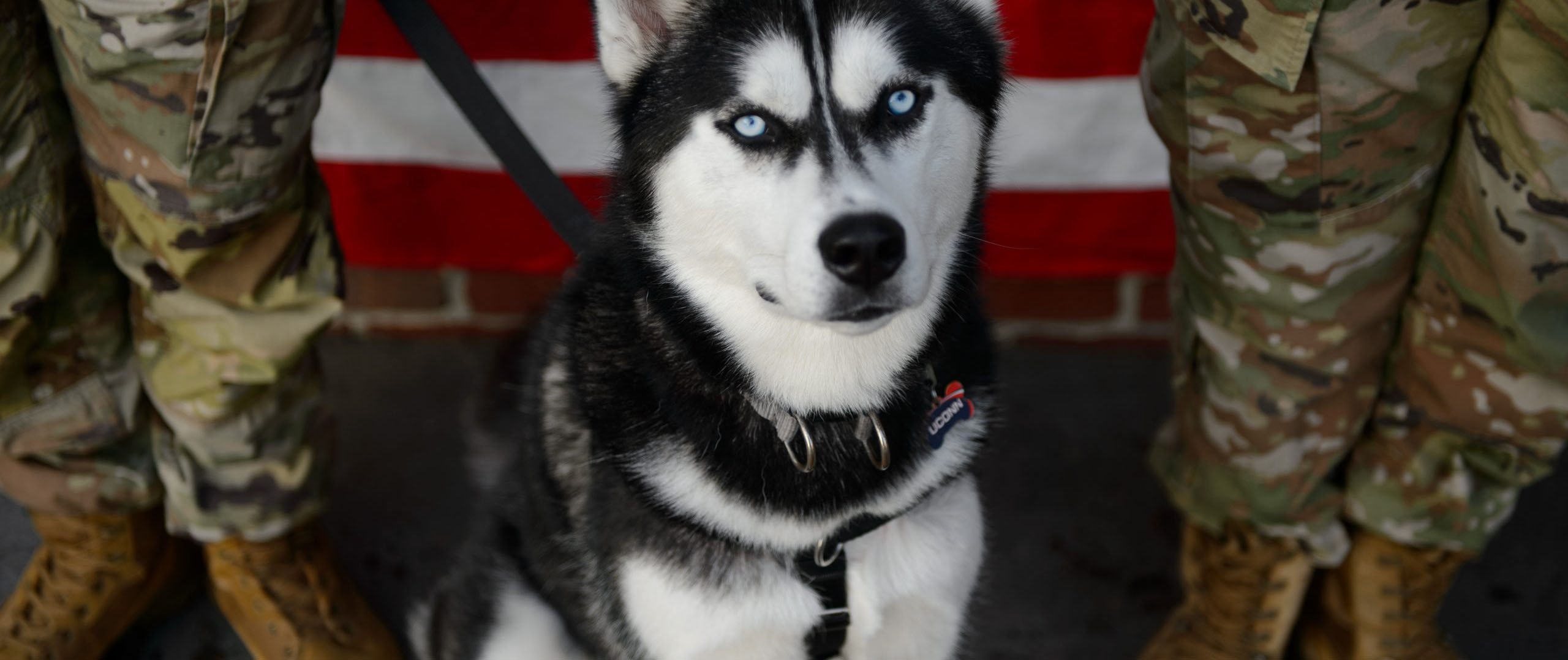 Jonathan the husky sitting in front of an American flag with a soldier's legs on each side of him